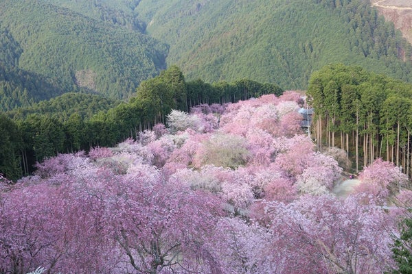 <奈良>圧巻!1000本のしだれ桜 天空の庭「高見の郷」と樹齢約300年又兵衛桜ご観賞【明石・三宮出発】2
